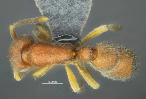 Proceratium kepingmai specimen CASENT0790031 image casent0790031_1