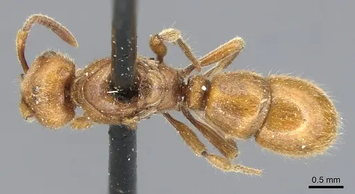 Proceratium lombokense specimen CASENT0903854 image casent0903854_1