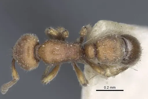 Proceratium longigaster specimen CASENT0916806 image casent0916806_1