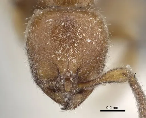 Proceratium longigaster specimen CASENT0916806 image casent0916806_2