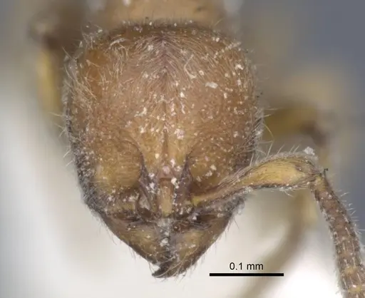 Proceratium longigaster specimen CASENT0916806 image casent0916806_3