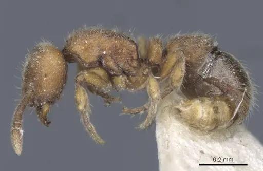 Proceratium longigaster specimen CASENT0916806 image casent0916806_4