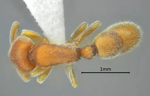 Proceratium longmenense specimen ANTWEB1060497 image antweb1060497_1