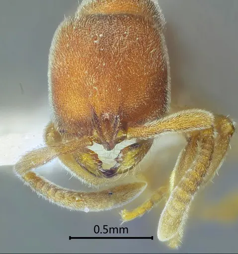 Proceratium longmenense specimen ANTWEB1060497 image antweb1060497_2