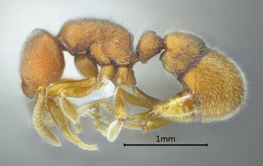 Proceratium longmenense specimen ANTWEB1060497 image antweb1060497_3