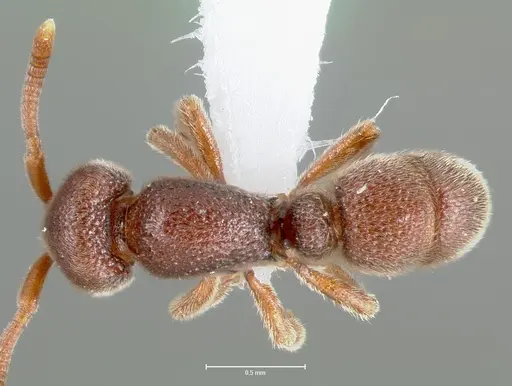 Proceratium lunatum specimen CASENT0005926 image casent0005926_1