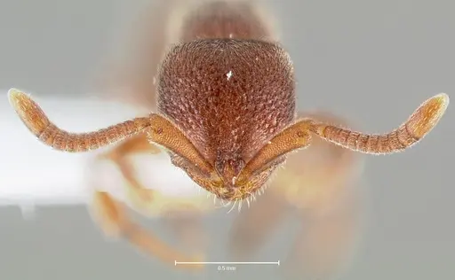 Proceratium lunatum specimen CASENT0005926 image casent0005926_2