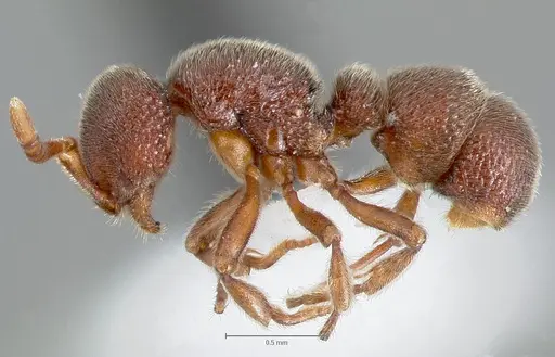 Proceratium lunatum specimen CASENT0005926 image casent0005926_3