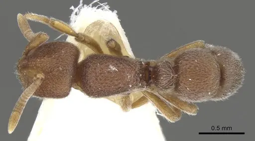 Proceratium lunatum specimen CASENT0902426 image casent0902426_1