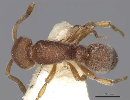 Proceratium lunatum specimen CASENT0914221 image casent0914221_1
