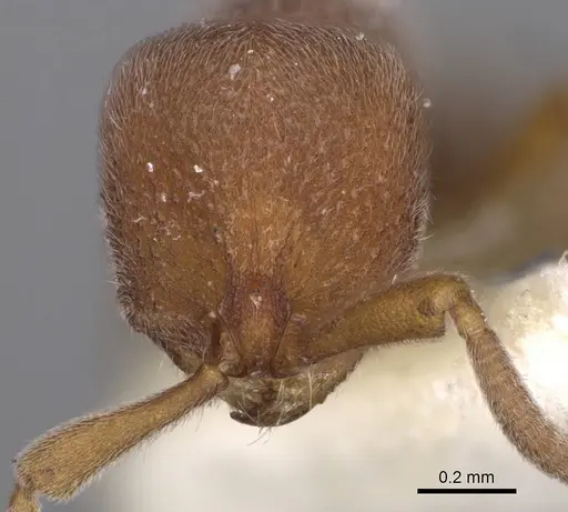 Proceratium lunatum specimen CASENT0914221 image casent0914221_2
