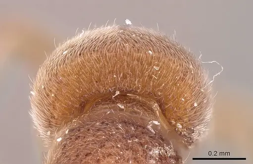 Proceratium lunatum specimen CASENT0914221 image casent0914221_3