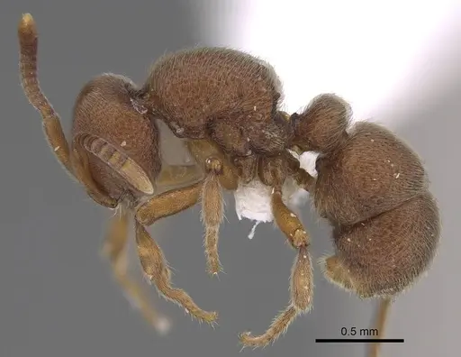 Proceratium lunatum specimen CASENT0914280 image casent0914280_3