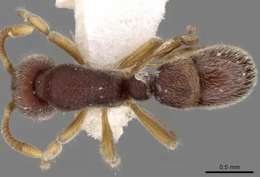 Proceratium malesianum specimen CASENT0281859 image casent0281859_1