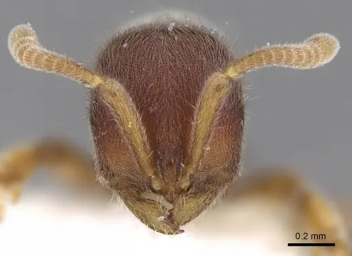 Proceratium malesianum specimen CASENT0281859 image casent0281859_2