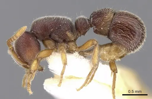 Proceratium malesianum specimen CASENT0281859 image casent0281859_3