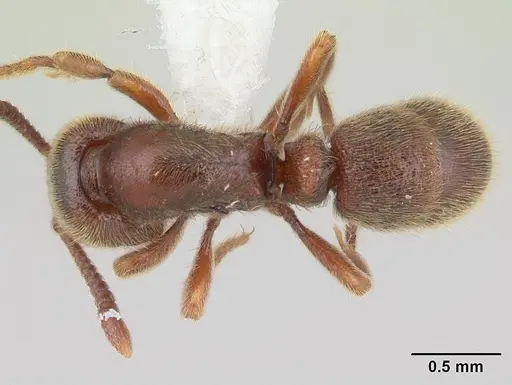 Proceratium mancum specimen CASENT0603528 image casent0603528_1
