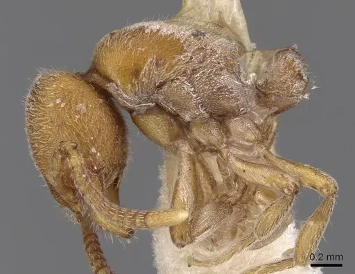 Proceratium melinum specimen CASENT0281856 image casent0281856_4