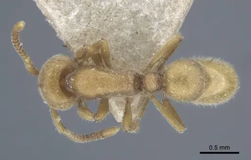 Proceratium melinum specimen CASENT0916809 image casent0916809_1