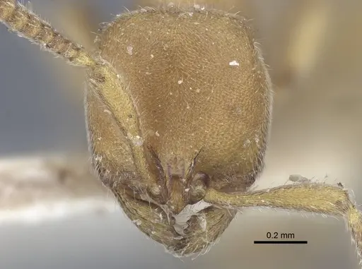Proceratium melinum specimen CASENT0916809 image casent0916809_2