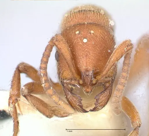 Proceratium melinum specimen FOCOL0929 image focol0929_2