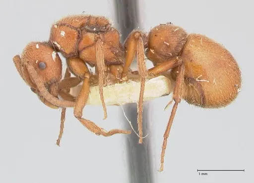 Proceratium melinum specimen FOCOL0929 image focol0929_3