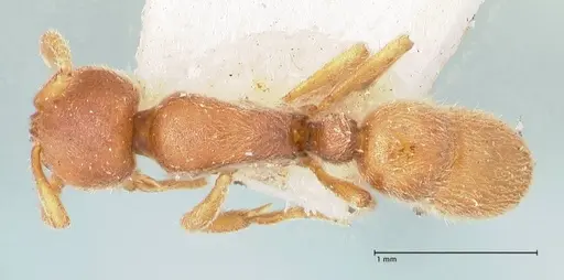 Proceratium melinum specimen FOCOL0930 image focol0930_1