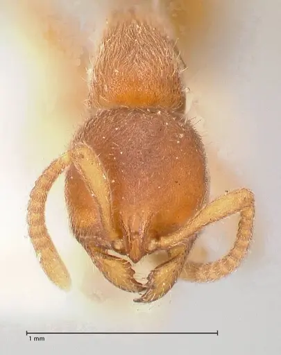 Proceratium melinum specimen FOCOL0930 image focol0930_2