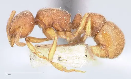 Proceratium melinum specimen FOCOL0930 image focol0930_3