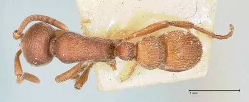 Proceratium melinum specimen FOCOL0931 image focol0931_1