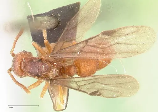 Proceratium melinum specimen FOCOL0933 image focol0933_1