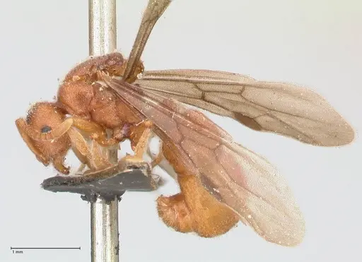 Proceratium melinum specimen FOCOL0933 image focol0933_3