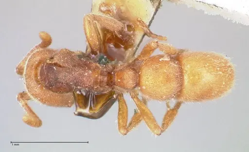 Proceratium melinum specimen FOCOL0934 image focol0934_1