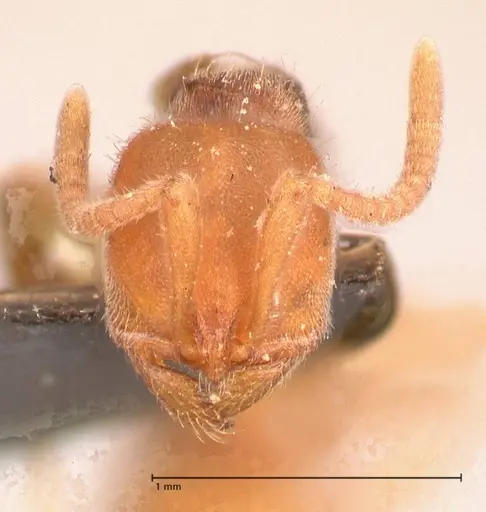 Proceratium melinum specimen FOCOL0934 image focol0934_2