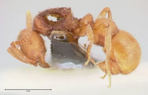 Proceratium melinum specimen FOCOL0934 image focol0934_3