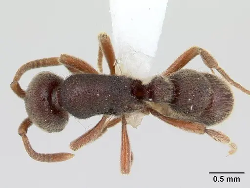 Proceratium mexicanum specimen CASENT0604189 image casent0604189_1