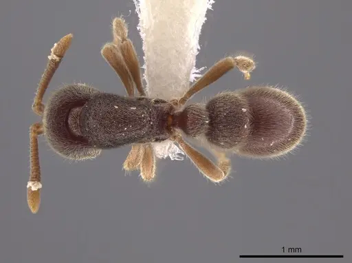 Proceratium mexicanum specimen CASENT0647517 image casent0647517_1