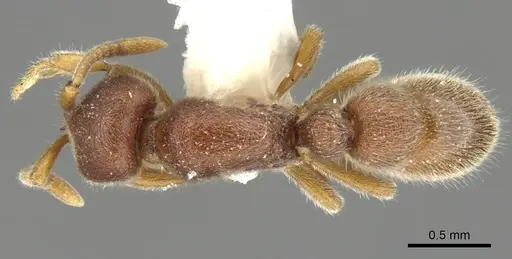 Proceratium mexicanum specimen CASENT0902413 image casent0902413_1