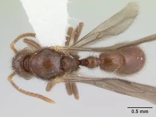 Proceratium micrommatum specimen CASENT0178753 image casent0178753_1