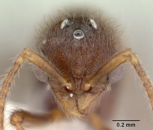 Proceratium micrommatum specimen CASENT0178753 image casent0178753_2