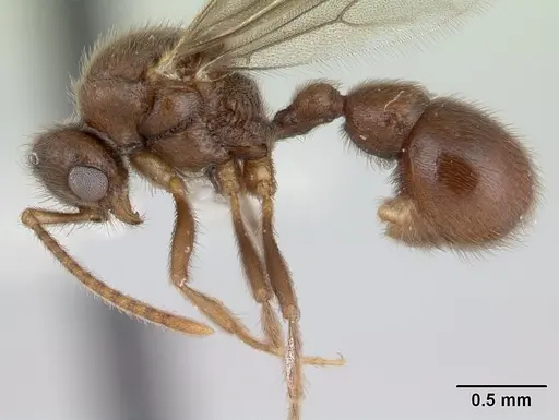 Proceratium micrommatum specimen CASENT0178753 image casent0178753_3