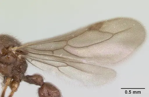 Proceratium micrommatum specimen CASENT0178753 image casent0178753_4
