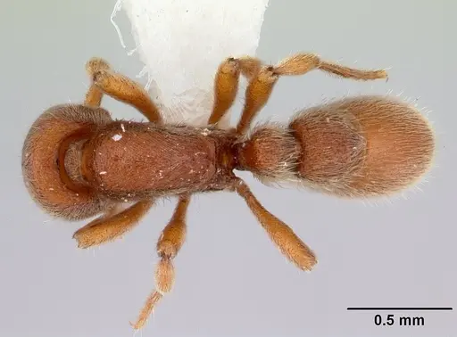 Proceratium micrommatum specimen CASENT0178848 image casent0178848_1