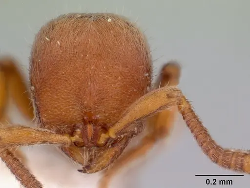 Proceratium micrommatum specimen CASENT0178848 image casent0178848_2