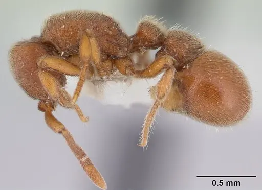 Proceratium micrommatum specimen CASENT0178848 image casent0178848_3
