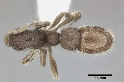 Proceratium micrommatum specimen CASENT0246700 image casent0246700_1