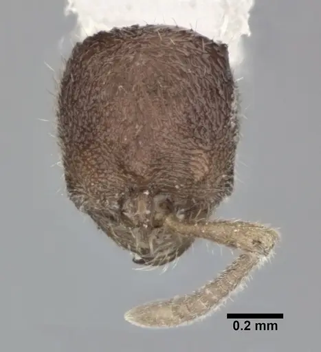 Proceratium micrommatum specimen CASENT0246700 image casent0246700_2
