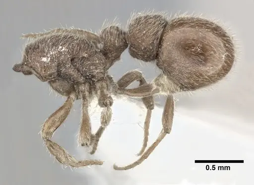 Proceratium micrommatum specimen CASENT0246700 image casent0246700_3