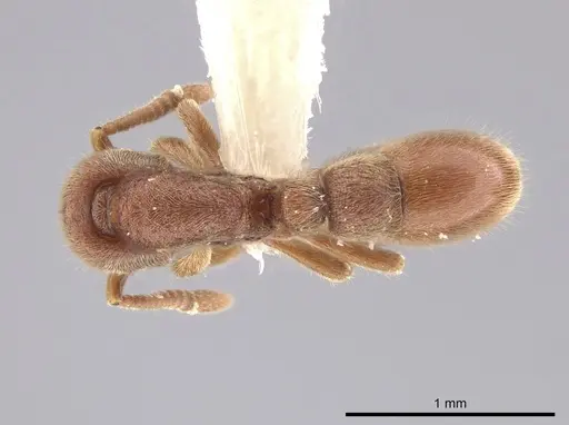 Proceratium micrommatum specimen CASENT0635698 image casent0635698_1