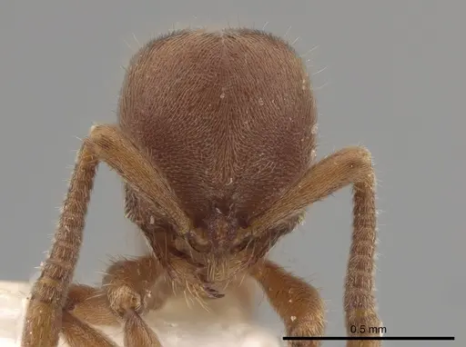 Proceratium micrommatum specimen CASENT0635698 image casent0635698_2
